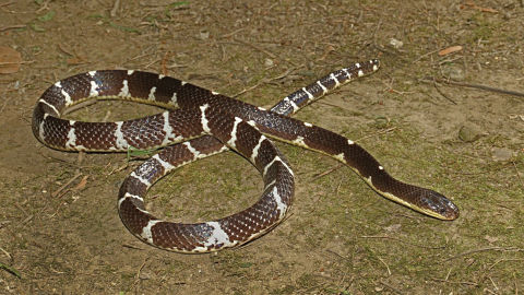 Descubren una nueva especie de serpiente altamente venenosa